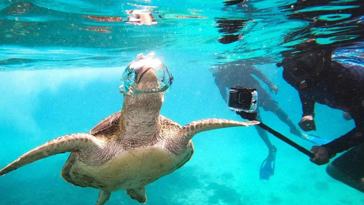 Snorkeler swimming beside a green turtle in clear water on a Daymaniyat Islands snorkeling trip from Muscat, Oman