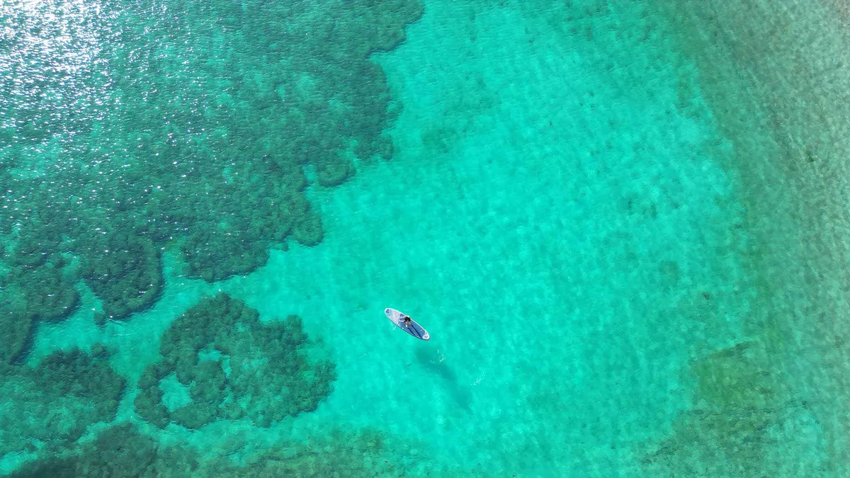Green turtle photographed from above by a snorkeler on a Daymaniyat Islands snorkeling tour with GoPro from Seeb, Oman